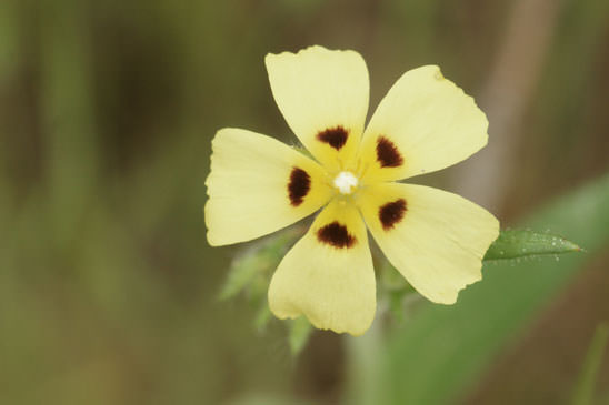 Hélianthème tacheté - Tuberaria guttata 