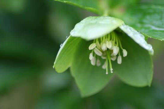 Hellébore vert - Helleborus viridis 