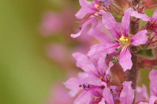 Herbe aux coliques - Lythrum salicaria 