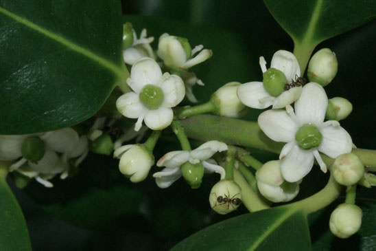 Houx - Ilex aquifolium 