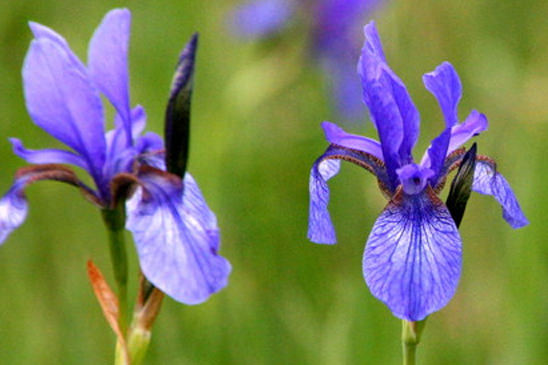 Iris de Sibérie - Iris sibirica 
