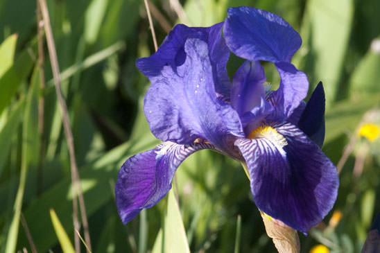 Iris des jardins - Iris germanica 