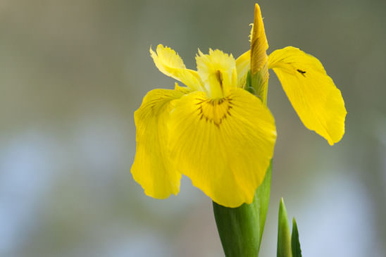 Iris des marais - Iris pseudacorus 