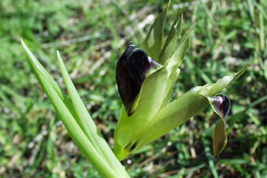 Iris des serpents - Iris tuberosa 