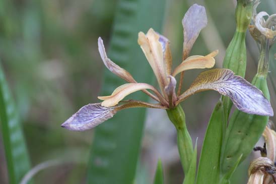 Iris fétide - Iris foetidissima 