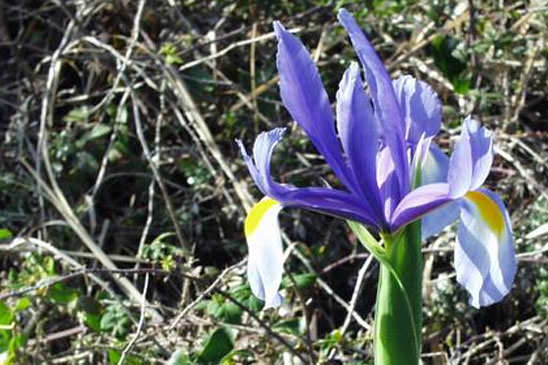 Iris maritime - Iris reichenbachiana 