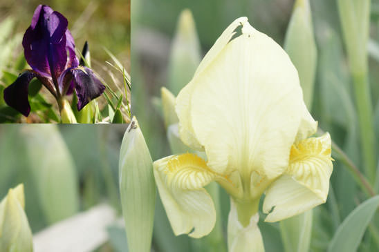 Iris nain - Iris lutescens subsp. lutescens