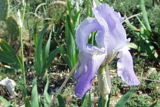 Iris pâle - Iris pallida subsp. pallida