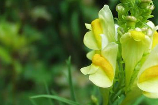 Linaire commune - Linaria vulgaris 