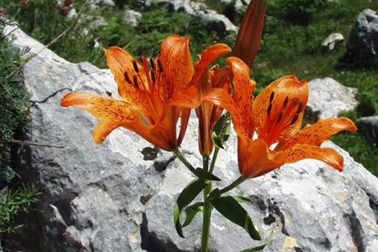 Lis faux Safran - Lilium bulbiferum var. croceum