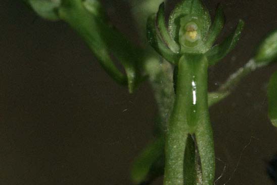 Listère à feuilles ovales - Neottia ovata 