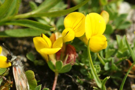 Lotier des Alpes - Lotus corniculatus subsp. alpinus