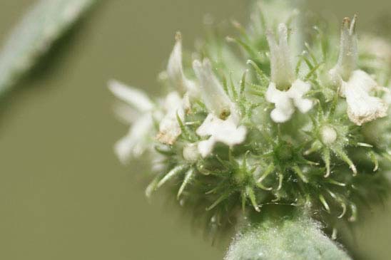Marrube blanc - Marrubium vulgare 