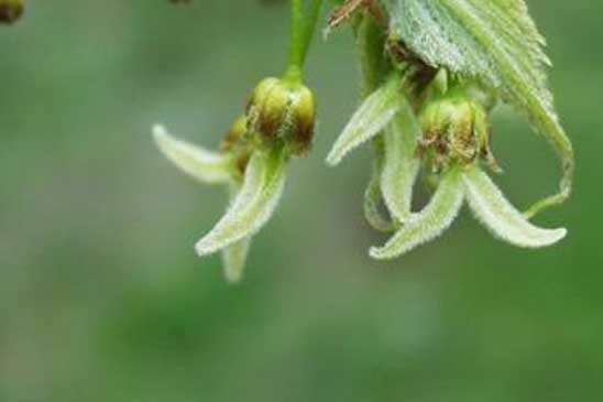 Micocoulier de Provence - Celtis australis 