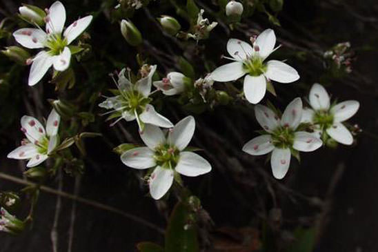 Minuartie à feuilles incurvées - Minuartia recurva subsp. recurva
