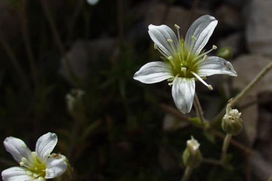 Minuartie de Diomède - Minuartia laricifolia subsp. diomedis
