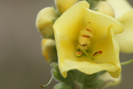 Molène faux phlomis - Verbascum phlomoides 