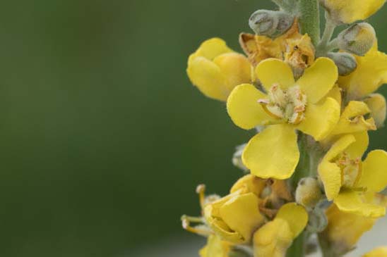 Molène Lychnite - Verbascum lychnitis 