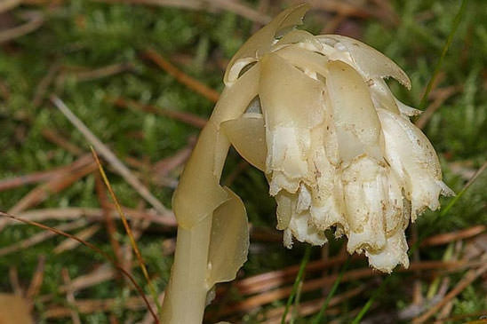Monotrope Sucepin - Monotropa hypopitys subsp. hypopitys