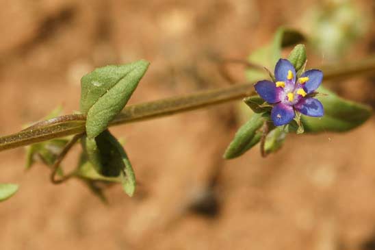 Mouron à petites fleurs - Lysimachia arvensis subsp. parviflora