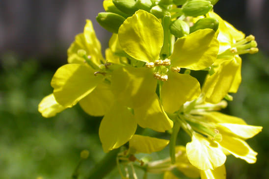 Moutarde noire - Brassica nigra 