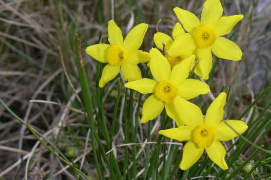Narcisse d'Asso - Narcissus assoanus 