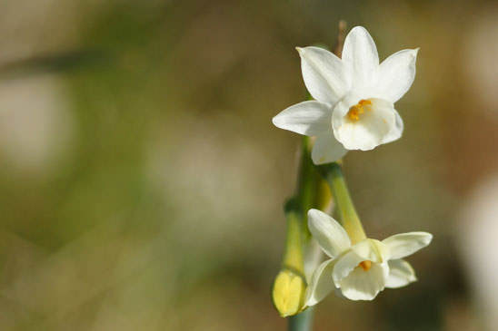Narcisse douteux - Narcissus dubius 