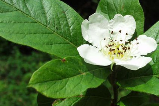 Arbres ou arbustes à fleurs blanches, à 5 pétales égaux et plus ou moins  libres - quelle-est-cette-fleur.com