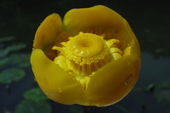 Nénuphar jaune - Nuphar lutea 