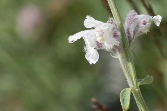 Népéta à feuilles lancéolées - Nepeta nepetella subsp. nepetella