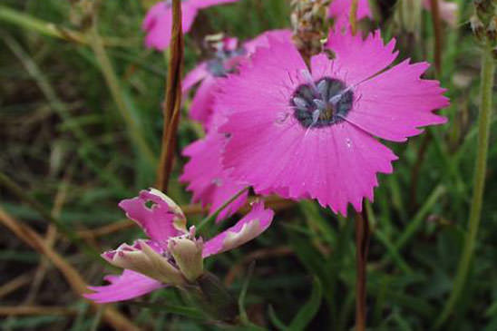 Oeillet négligé - Dianthus pavonius 