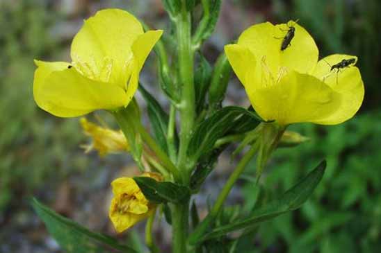 Onagre à petites fleurs - Oenothera parviflora 