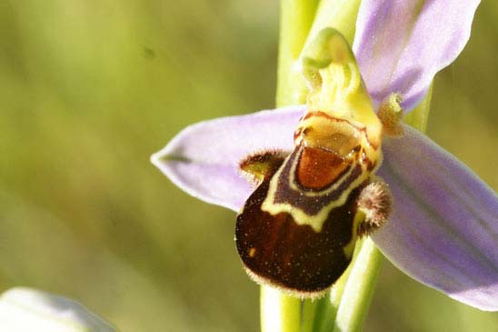 Ophrys abeille - Ophrys apifera 