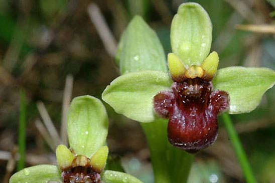 Ophrys bombyx - Ophrys bombyliflora 