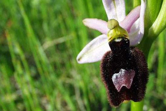 Ophrys de Bertoloni - Ophrys bertolonii subsp. bertolonii