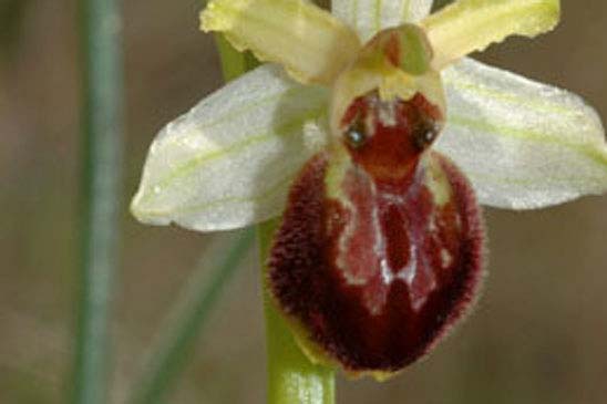 Ophrys en forme d'araignée - Ophrys exaltata 