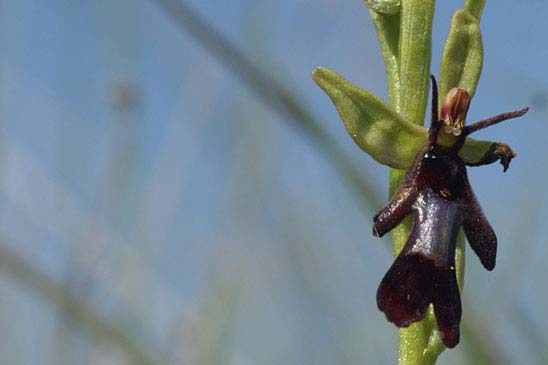 Ophrys mouche - Ophrys insectifera 