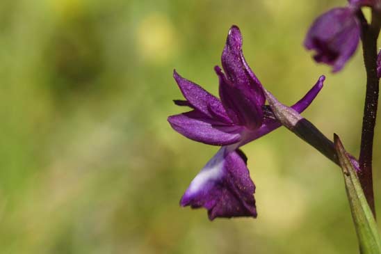 Orchis à fleurs lâches - Anacamptis laxiflora 