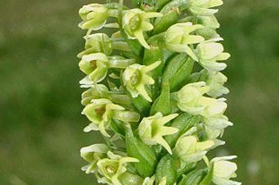 Orchis blanchâtre - Pseudorchis albida subsp. albida