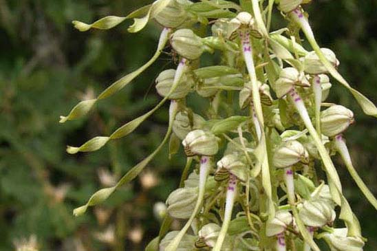 Orchis bouc - Himantoglossum hircinum 