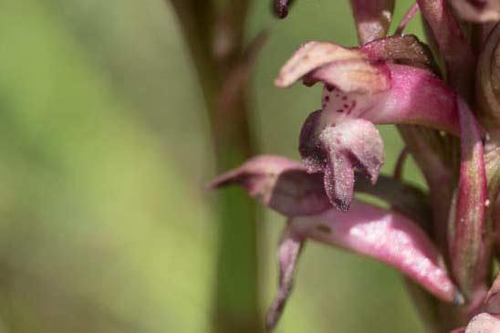 Orchis de Martrin-Donos - Anacamptis coriophora subsp. martrinii