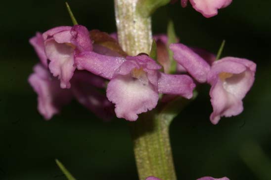 Orchis odorant - Gymnadenia odoratissima 
