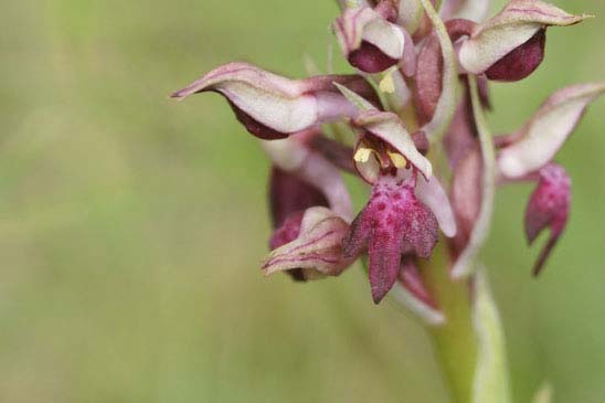 Orchis punaise - Anacamptis coriophora subsp. coriophora