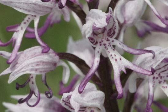Orchis singe - Orchis simia 