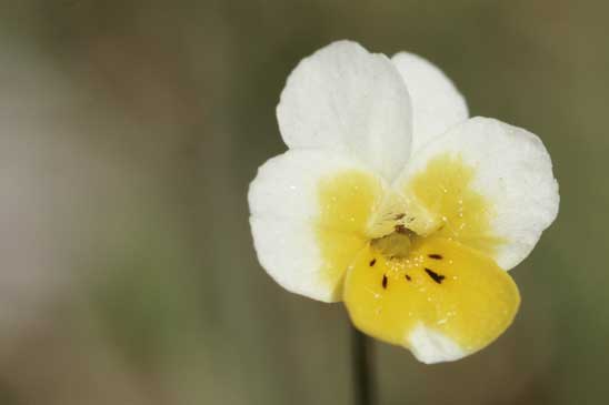 Pensée des champs - Viola arvensis var. arvensis