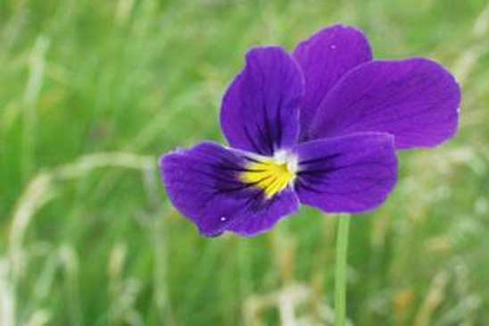 Pensée des Vosges - Viola lutea subsp. lutea