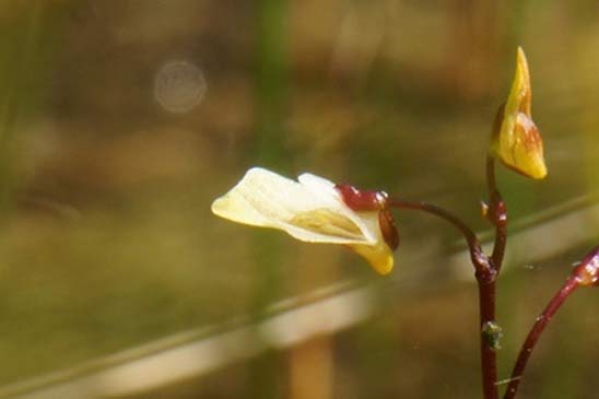 Petite utriculaire - Utricularia minor 