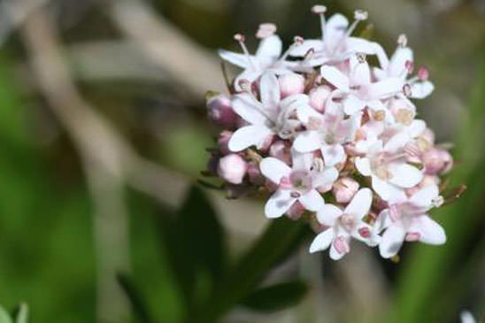 Petite Valériane - Valeriana dioica subsp. dioica