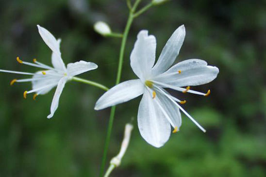 Phalangère ramifiée - Anthericum ramosum 