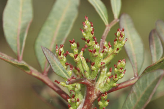 Pistachier térébinthe - Pistacia terebinthus subsp. terebinthus